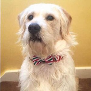 Dog Collar with Detachable Bow Tie, Gifts for Pets, Neck 12"-19", Adjustable Col